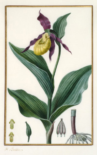 <p>Cypripedium calceolus [<em>Cypripedium calceolus</em> Linnaeus, Orchidaceae], watercolor on vellum by Pancrace Bessa (1772–1846), 26.2 × 21 cm, for Jean Claude Michel Mordant de Launay (1750–1816) and Jean Louis Auguste Loiseleur-Deslongchamps (1775–1849), <em>Herbier Général de l'Amateur</em> ... (Paris, Audot, 1816, vol. 1, pl. 65); Pierre Auguste Joseph Drapiez (1778–1856), <em>Herbier de l'Amateur de Fleurs</em> (Brussels, P. J. de Mat, 1831, vol. 5, pl. 315); and Bessa, <em>Flore des Jardiniers, Amateurs et Manufacturiers</em> (Paris, Audot, 1836, vol. 1, unnumbered pl. Cypripedium calcolus), HI Art accession no. 0057.</p>