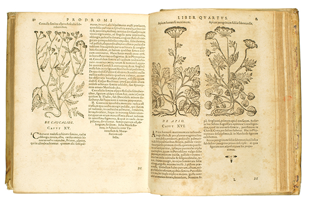 <p>Caucalis and Apium [<em>From left</em>, <em>Caucalis</em> Linnaeus and <em>Apium</em> Linnaeus, Apiaceae alt. Umbelliferae], woodcuts after an original by an unknown artist for Caspar Bauhin (1560–1624), <em>Prodromos Theatri Botanici</em> ... Editio altera emendatior (Basel, Johann Regis, 1671, pp. 80–81), HI Library call no. CA B346p 671.</p>