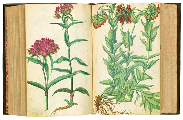 <p>[<em>From left</em>, probably <em>Dianthus barbatus</em> Linnaeus, Sweet William, and probably <em>Silene dioica</em> (Linnaeus) Clairville, Red campion, Caryophyllaceae], watercolors by an unknown artist from the 35 bound together with Dioscorides Pedanius (Anazarbos, A.D. ca.40–90), <em>De Medicinali Materia Libri Sex</em> ..., Johannes Ruellius (ca.1474–1537), ed., one of the earliest of the French botanists, with additions by Walther Hermann Ryff (fl.1539–1562) and Johannes Lonitzer (1499–1569) (Frankfurt, Chr. Egenolph, 1543); and <em>Kreutter Buch des Hochberümpten Pedanii Dioscorides Anazarbei</em> ..., transl. Johannes Dantz von Ast (Frankfurt am Main, Ciriaco Jacobizum Bart, 1546), HI Library call no. CA D594rl 543.</p>