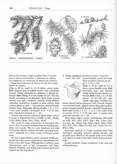 <p><em>Tsuga canadensis</em> (Linnaeus) Carrière, Pinaceae, page showing the entry for Eastern hemlock, the state tree of Pennsylvania, for <em>Flora of North America</em> (1993, vol. 2, p. 364). Reproduced with permission of the Flora of North America Association.</p>