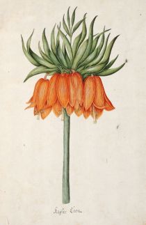 <p>Kaÿser kron [<em>Fritillaria imperialis</em> Linnaeus, Liliaceae], watercolor on paper by an unknown artist after Magdalena Rosina Funck (fl.1762), 1762, 33 × 22 cm, HI Art accession no. 0877.010.</p>