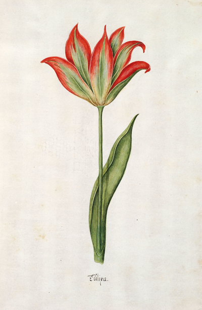 <p>Tulipa [<em>Tulipa</em> Linnaeus, Liliaceae], watercolor on paper by an unknown artist after Magdalena Rosina Funck (fl.1762), 1762, 33 × 22 cm, HI Art accession no. 0877.069.</p>