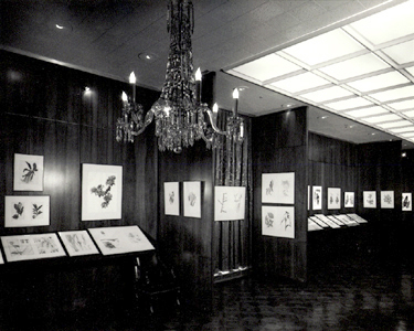 <p><em>Contemporary Botanical Art &amp; Illustration</em> exhibition, which became known as the 1st International, hanging in the conference room, Hunt Botanical Library, between 6 April and 1 September 1964, photograph by unknown photographer.</p>
