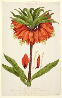 <p>Fritillaria, imperialis ... Fritillary, imperial [<em>Fritillaria imperialis</em> Linnaeus, Liliaceae], watercolor and ink on paper by W. Goodall, ca.1810, 32 x 20 cm, HI Art accession no. 1179.</p>