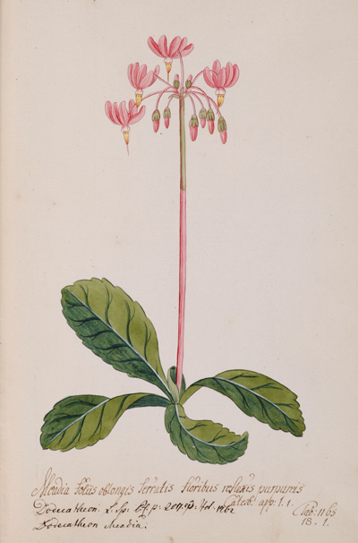 <p>Meadia foliis ..., Dodecatheon ... [<em>Dodecatheon</em> Linnaeus, Primulaceae], watercolor on paper by Andreas Friedrich Happe (1733–1802), 36 × 22 cm, HI Art accession no. 114.</p>