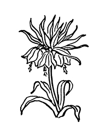 <p><em>Fritillaria imperialis</em> Linnaeus, Liliaceae, crown imperial, was one of Rachel Hunt's favorite garden flowers and was a logical choice for the Hunt Institute's logo. This early version was used in our first decade.</p>