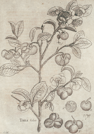 <p>Thea bohea [<em>Camellia sinensis</em> (Linnaeus) Kuntze, Theaceae], engraving by an unknown engraver after an original by an unknown artist for Pehr Cornelius Tillaeus (1747–1827), <em>Potus Thaeae</em> (Uppsala, 1765), Linnaean Dissertations, Lidén no. 142, Strandell Collection of Linnaeana, HI Library. The first living plants of tea were brought to Sweden in 1763 with help from Linnaeus. This dissertation discussed the plant, its preparation and uses, the qualities of tea and its medicinal use.</p>