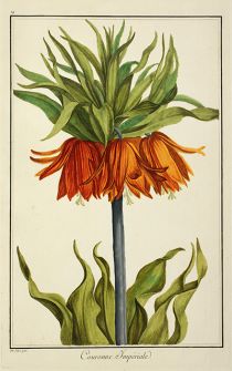 <p>Couronne impériale [<em>Fritillaria imperialis</em> Linnaeus, Liliaceae], hand-colored engraving by Jacques Eustache De Sève (fl.1750–1800), 45.5 x 30 cm, for his <em>Recueil de Vingt Quatre Plantes et Fleurs, d'Après les Dëssins de Mr. Sève</em> (Paris, after 1772, pl. 19), HI Art accession no. 0161.</p>