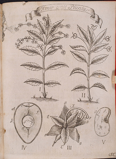 <p>Amor unit Plantas, engraving by an unknown engraver after an original by an unknown artist for Johan Gustaf Wahlbom (1724–1808), <em>Sponsalia Plantarum</em> (Uppsala, 1746), Linnaean Dissertations, Lidén no. 12, Strandell Collection of Linnaeana, HI Library. This dissertation was a commentary on chapter five of Linnaeus' <em>Fundamenta Botanica</em> (1736), defending his views on the sexuality of plants.</p>